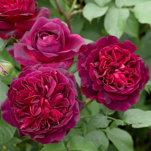 Роза английская Манстед Вуд (Munstead Wood) изображение 1 артикул 6009