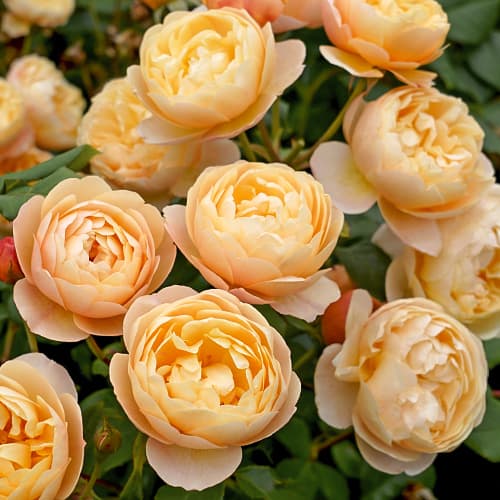 Роза английская Роальд Даль (Roald Dahl) изображение 1 артикул 6010