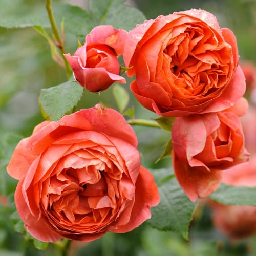 Роза английская Саммер Сонг (Summer Song) изображение 1 артикул 2226