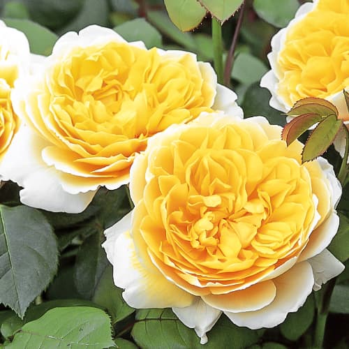 Роза английская Шарлотта (Charlotte) изображение 1 артикул 2228