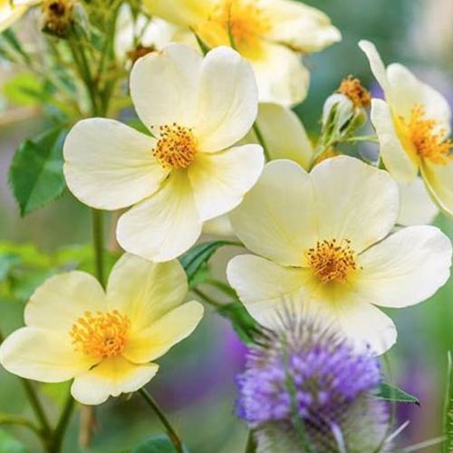 Роза английская Тоттеринг Бай Джентли изображение 1 артикул 3600