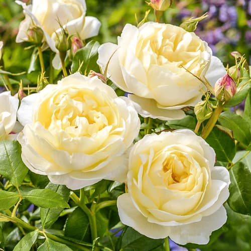 Роза английская Ванесса Белл (Vanessa Bell) изображение 1 артикул 6007