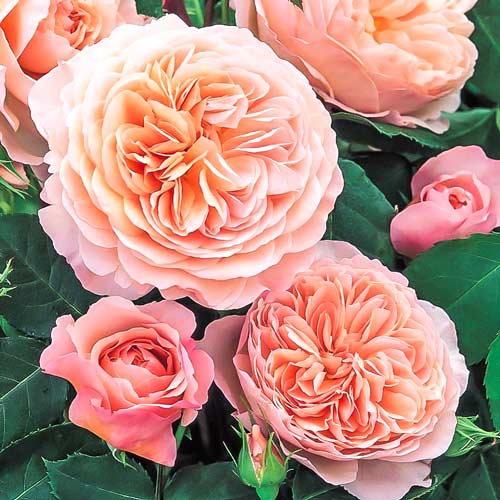 Роза английская Вильям Моррис изображение 1 артикул 2212