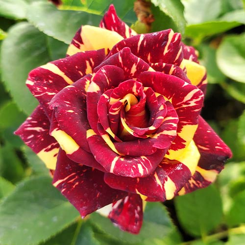 Роза чайно-гибридная Абракадабра (Abracadabra) изображение 1 артикул 2100