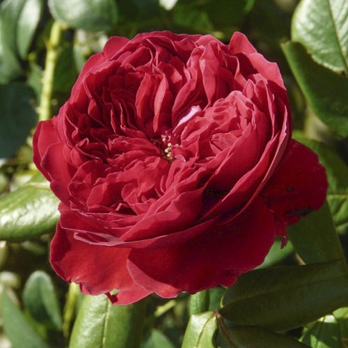 Роза чайно-гибридная Алан Сушон, C2 изображение 1 артикул 3832