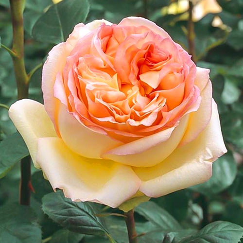 Роза чайно-гибридная Альфонс Доде (Alphonse Daudet) изображение 1 артикул 6012