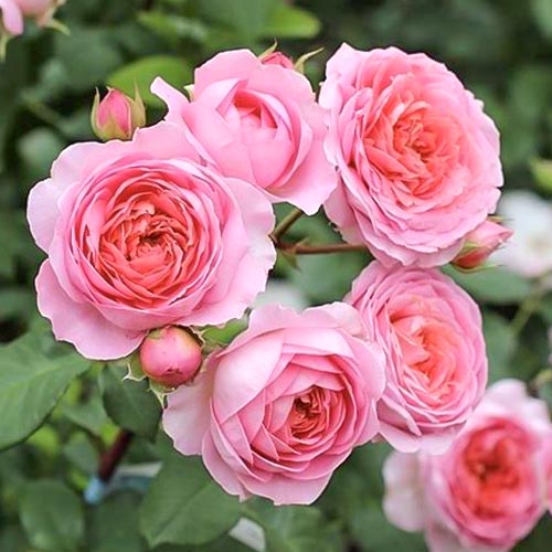 Роза чайно-гибридная Амандин Шанель (Amandine Chanel) изображение 1 артикул 1522