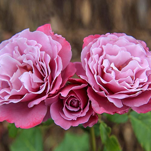 Роза чайно-гибридная Аметист изображение 1 артикул 2102