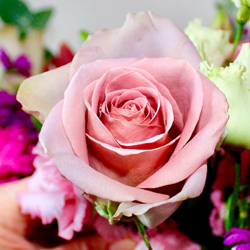 Роза чайно-гибридная Амнезия, C2 изображение 1 артикул 3833