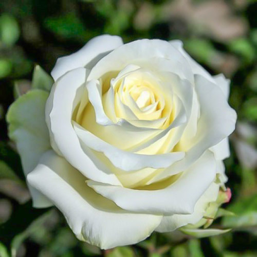 Роза чайно-гибридная Анастасия (Anastasiya) артикул фото 1 Роза чайно-гибридная Анастасия (Anastasiya) изображение 1 артикул 3720