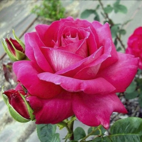 Роза чайно-гибридная Барон, C2 изображение 1 артикул 3880