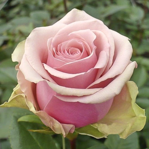 Роза чайно-гибридная Бель Роуз, C2 изображение 1 артикул 3834