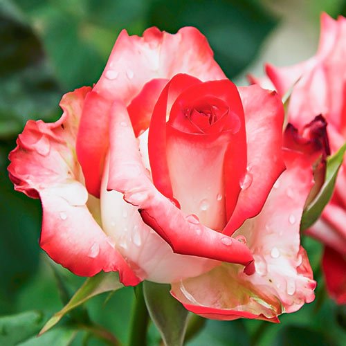 Роза чайно-гибридная Белла Перла (Belle Perle) изображение 1 артикул 6017