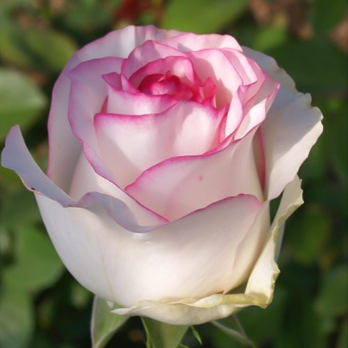 Роза чайно-гибридная Белла Вита (Bella Vita) изображение 1 артикул 3721