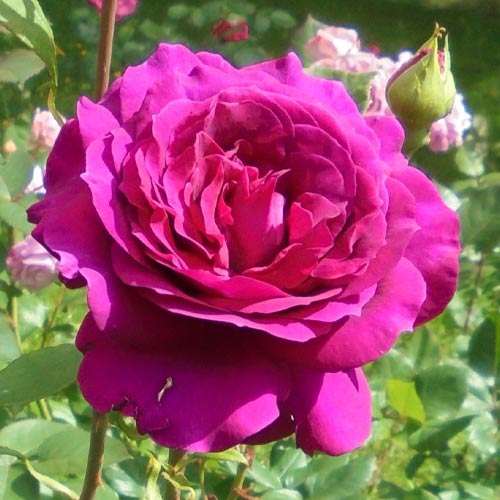Роза чайно-гибридная Биг Перпл (Big Purple) изображение 1 артикул 2105