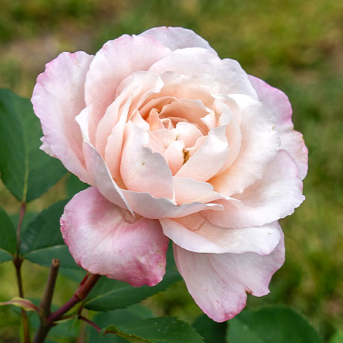 Роза чайно-гибридная Блаш (Blush) изображение 1 артикул 6018