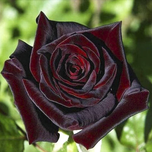 Роза чайно-гибридная Блейк, C2 артикул фото 1 Роза чайно-гибридная Блейк, C2 изображение 1 артикул 3835