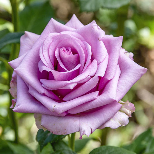 Роза чайно-гибридная Блю Берд (Blue Bird) изображение 1 артикул 6088