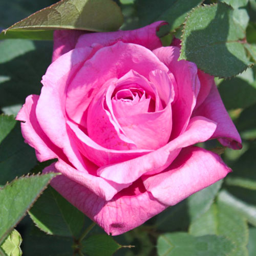 Роза чайно-гибридная Блю Парфюм (Blue Parfum) изображение 1 артикул 2108