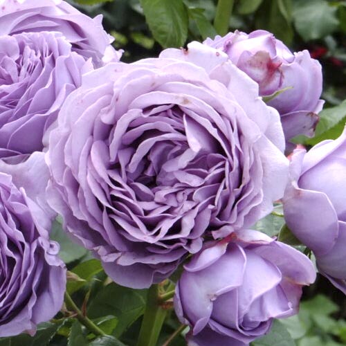 Роза чайно-гибридная Блю Скай Фри, C2 изображение 1 артикул 3836