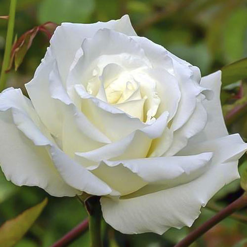 Роза чайно-гибридная Боинг, C2 изображение 1 артикул 3837