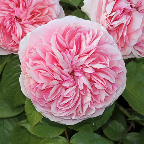 Роза чайно-гибридная Брайдал Пиано (Bridal Piano) изображение 1 артикул 6090