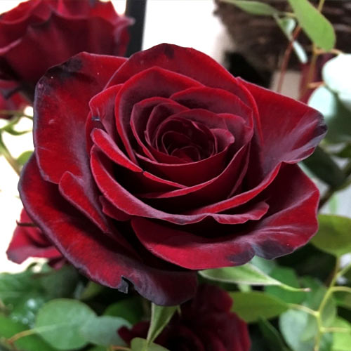 Роза чайно-гибридная Черный Барон (Black Baron) изображение 1 артикул 3767