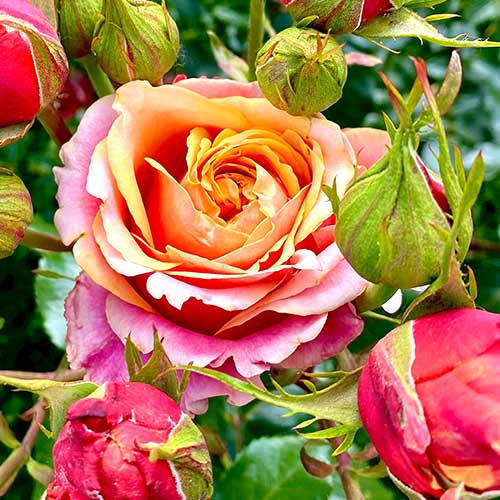 Роза чайно-гибридная Черри Бренди (Cherry Brandy) изображение 1 артикул 2141