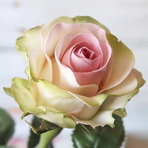 Роза чайно-гибридная Дансинг Квин (Dancing Queen) изображение 1 артикул 2116