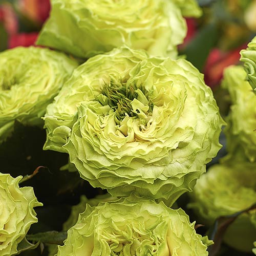 Роза чайно-гибридная Дэниз (Deniz) изображение 1 артикул 3802