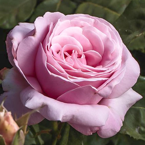 Роза чайно-гибридная Дезире (Мириам), C2 изображение 1 артикул 3842