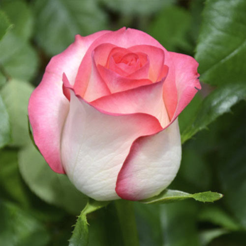 Роза чайно-гибридная Джумилия (Jumilia) изображение 1 артикул 6094