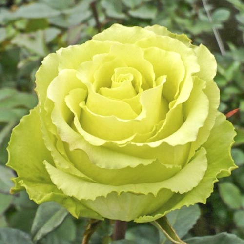 Роза чайно-гибридная Доллар, C2 изображение 1 артикул 3845