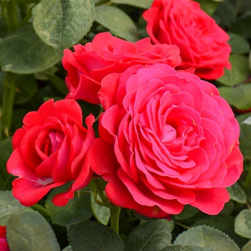 Роза чайно-гибридная Доминика артикул фото 1 Роза чайно-гибридная Доминика изображение 1 артикул 3748