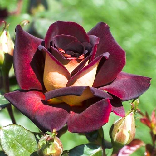 Роза чайно-гибридная Эдди Митчел (Eddy Mitchell) изображение 1 артикул 2143