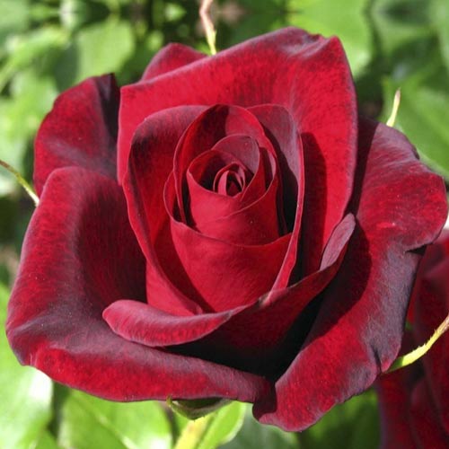 Роза чайно-гибридная Эксплорер, C2 изображение 1 артикул 3864