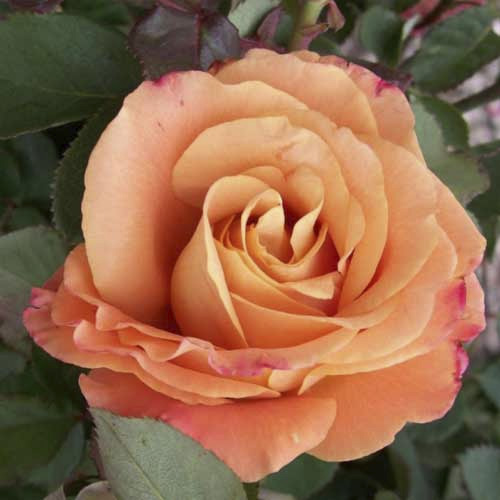 Роза чайно-гибридная Экзотика (Exotika) изображение 1 артикул 2144