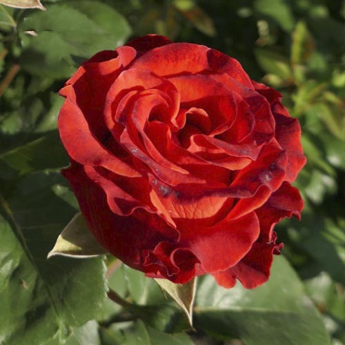 Роза чайно-гибридная Эль Торо, C2 изображение 1 артикул 3865