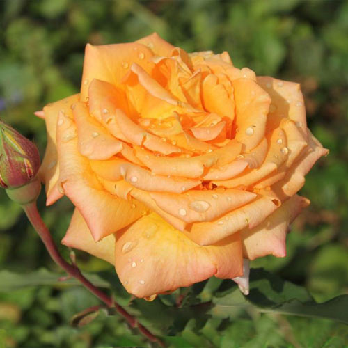 Роза чайно-гибридная Эльдорадо (Eldorado) изображение 1 артикул 2146