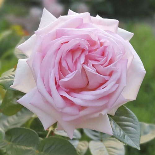 Роза чайно-гибридная Эмейзинг Грейс, C2 изображение 1 артикул 3878