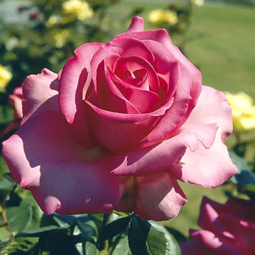 Роза чайно-гибридная Эсмиральда (Esmeralda) изображение 1 артикул 6107