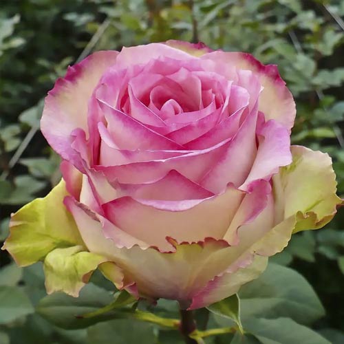 Роза чайно-гибридная Эсперанса, C2 изображение 1 артикул 3866