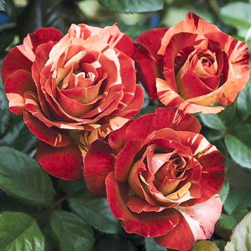 Роза чайно-гибридная Файер Крек, C2 артикул фото 1 Роза чайно-гибридная Файер Крек, C2 изображение 1 артикул 3861