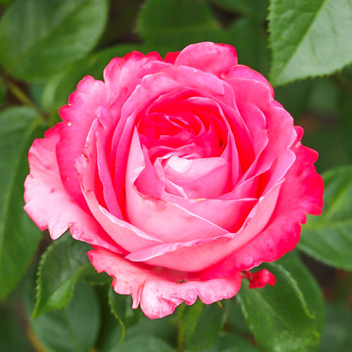 Роза чайно-гибридная Фиджи (Fiji) изображение 1 артикул 3765