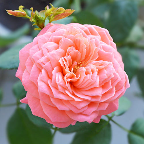 Роза чайно-гибридная Фламинго (Flamingo) артикул фото 1 Роза чайно-гибридная Фламинго (Flamingo) изображение 1 артикул 2139