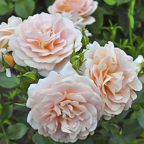 Роза чайно-гибридная Гейша (Geisha) изображение 1 артикул 6093