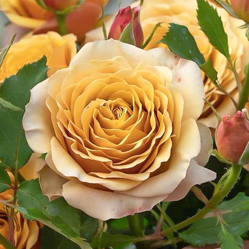 Роза чайно-гибридная Голден Мустард, C2 изображение 1 артикул 3877