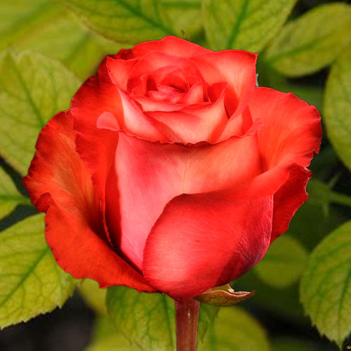 Роза чайно-гибридная Игуана (Iguana) изображение 1 артикул 6030