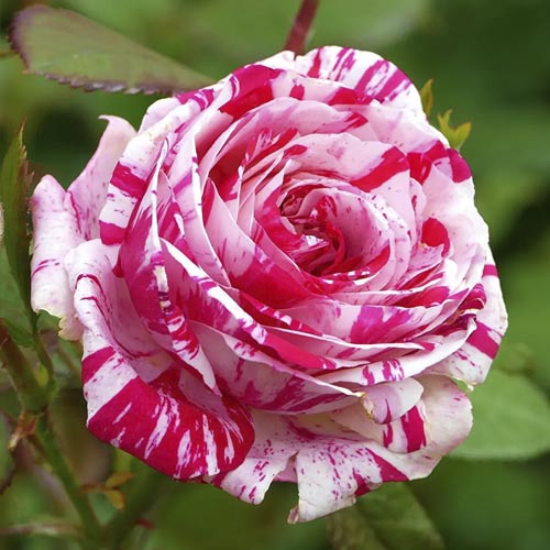 Роза чайно-гибридная Имэджин, C2 артикул фото 1 Роза чайно-гибридная Имэджин, C2 изображение 1 артикул 3847