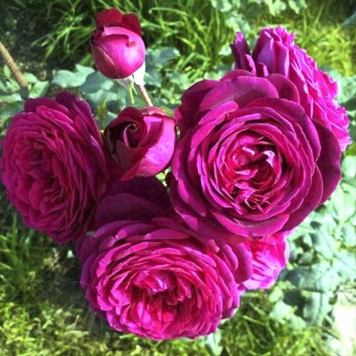 Роза чайно-гибридная Иоганн Вольфганг фон Гете (Igann Volfgang fon Gette) изображение 1 артикул 6095